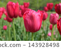 Tulip 143928498