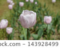 Tulip 143928499