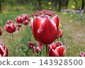 Tulip 143928500