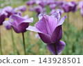 Tulip 143928501