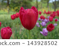 Tulip 143928502