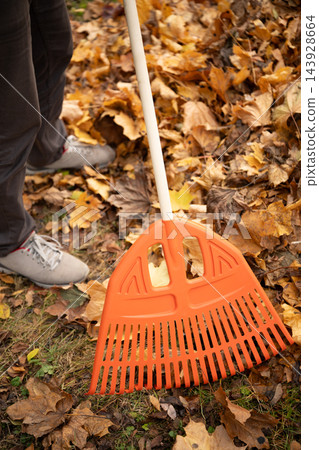 Orange leaf rake collecting yellow fallen leaves in autumn Orange leaf rake collecting yellow fallen leaves in autumn 143928664