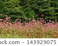 Autumn in Minowa, Shinshu: The Red Buckwheat Village 143929075