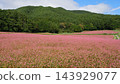 Autumn in Minowa, Shinshu: The Red Buckwheat Village 143929077