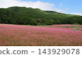 Autumn in Minowa, Shinshu: The Red Buckwheat Village 143929078