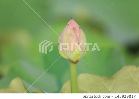 蓮花芽 蓮花芽 143929817