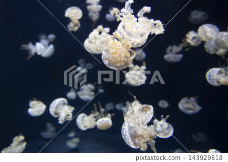 Numerous pale translucent jellyfish float through dark blue water in an underwater scene. Numerous pale translucent jellyfish float through dark blue water in an underwater scene. 143929818