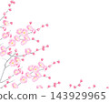 紅色梅花的水彩背景 143929965