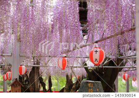 柳川市,中山大紫藤,紫藤花盛開。 柳川市,中山大紫藤,紫藤花盛開。 143930014