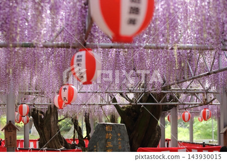 柳川市,中山大紫藤,紫藤花盛開。 柳川市,中山大紫藤,紫藤花盛開。 143930015