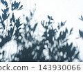 Natural tree leaf shadow reflected on white wall background, aesthetic minimal concept. 143930066