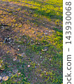 Green grass field illuminated by warm golden sunlight during morning sunset. 143930068