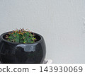 Small Gymnocalycium cactus in glossy black ceramic pot against white background  143930069