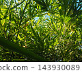 Close-up texture of vibrant green bamboo leaves illuminated by bright morning sunlight, great background for fresh eco-branding 143930089