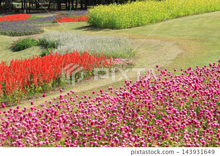 阿爾卑斯山國家公園阿茲米諾秋季花園 143931649