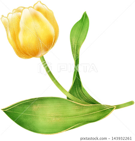 Realistic botanical watercolor illustration with luxury gold outline of gradient yellow tulip flower branch with green leaves growing on a transparent background Realistic botanical watercolor illustration with luxury gold outline of gradient yellow tulip flower branch with green leaves growing on a transparent background 143932261