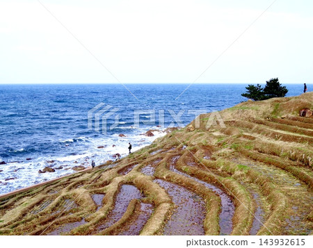 位於能登半島的白根市，面向大海，層層疊疊的梯田。 143932615