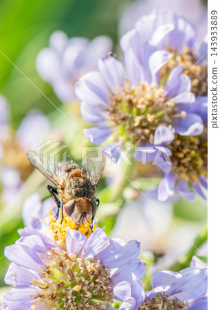 一隻寄生蠅正在享用它最愛的食物：花蜜和花粉。 143933889