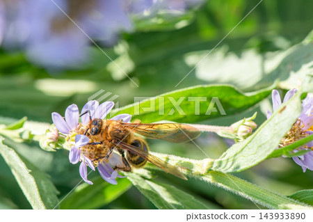 以花蜜和花粉為食的掘土蜂。 以花蜜和花粉為食的掘土蜂。 143933890