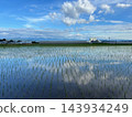 Summer rice paddies reflecting the blue sky and clouds Summer rice paddies reflecting the blue sky and clouds 143934249