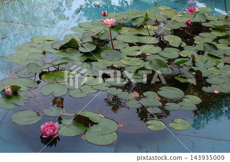 水面上漂浮著睡蓮和綠葉。 143935009
