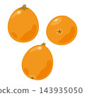 Loquat illustration 1 143935050