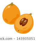 Loquat illustration 2 143935051