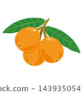 Loquat illustration 3 143935054