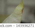 玄鳳鸚鵡 143936271
