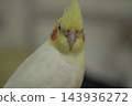 一隻鳥 143936272