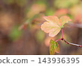 Red-colored leaves of the Japanese hawthorn 143936395