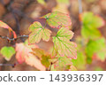 The leaves of the Japanese hawthorn are turning red. 143936397
