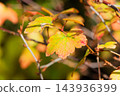 Red-colored leaves of the Japanese hawthorn 143936399