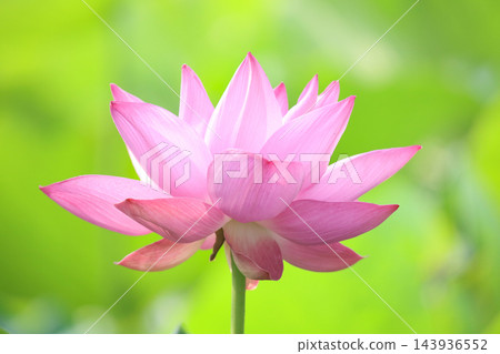 蓮花 蓮花 143936552