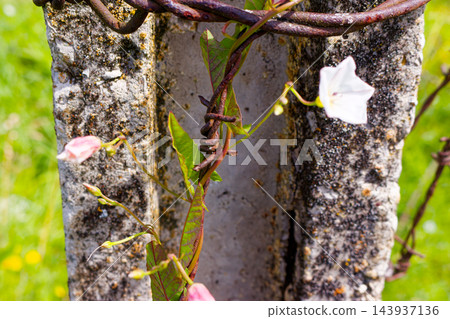 Wild bindweed vines gracefully entwine around rusted barbed wire and weathered concrete post, symbolizing the triumph of nature and resilient freedom over man-made barriers in the meadow Wild bindweed vines gracefully entwine around rusted barbed wire and weathered concrete post, symbolizing the triumph of nature and resilient freedom over man-made barriers in the meadow 143937136