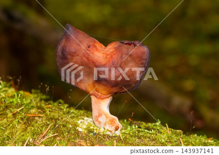 Gyromitra infula mushroom with a wavy cap, known as the hooded false morel, growing on a mossy fallen log in an autumn forest landscape during the October season Gyromitra infula mushroom with a wavy cap, known as the hooded false morel, growing on a mossy fallen log in an autumn forest landscape during the October season 143937141