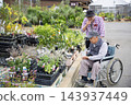 An elderly Japanese man in a wheelchair, choosing seedlings at a garden center; friend. 143937449