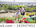 An elderly Japanese man in a wheelchair, choosing seedlings at a garden center; friend. 143937452