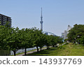 陽光明媚的東京景色：芙蓉橋拱門和東京晴空塔的景色。 143937769