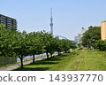 陽光明媚的東京景色：芙蓉橋拱門和東京晴空塔的景色。 143937770