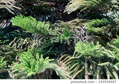 Green Conifer Like Branches as Natural Background Green Conifer Like Branches as Natural Background 143939487