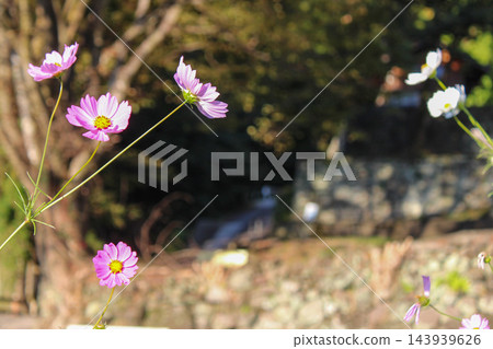 陽光透過樹葉灑在盛開的粉紅色波斯菊上。 143939626