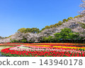 鬱金香與櫻花盛開：春日景象 143940178