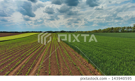 Green agricultural fields with young crop rows Green agricultural fields with young crop rows 143940595