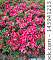 A hedge of vibrant pink azaleas (Satsuki azaleas) in full bloom. 143941213