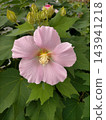 Large, beautifully blooming pink hibiscus flowers bathed in the morning light. 143941218