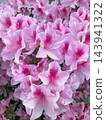 A hedge of vibrant pink azaleas (Satsuki azaleas) in full bloom. 143941322