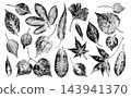 Autumn leaf frottage, natural stamp art material 143941370