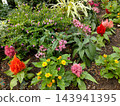 A beautiful, colorful mixed planting of celosia, pentas, and other flowers that brightly colors the flowerbed. 143941395