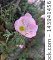 A close-up view of the beautifully blooming pale pink evening primrose flowers. 143941456
